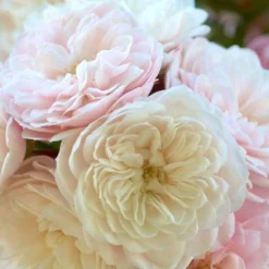 Rose 'Starlet Rose Alina' (Kletterrose)