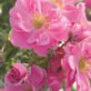 Rose 'Bienenweide' ® Rosa (Beetrose) -Gartenpflanzen Verkaufsladen 2002554 Rose 20Bienenweide 20 20rosa Beetrose 1 6ccf1373 02ec 4663 ba82 588674a6eeb8