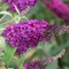 Buddleja Buzz® 'Magenta' (Zwerg-Sommerflieder)
