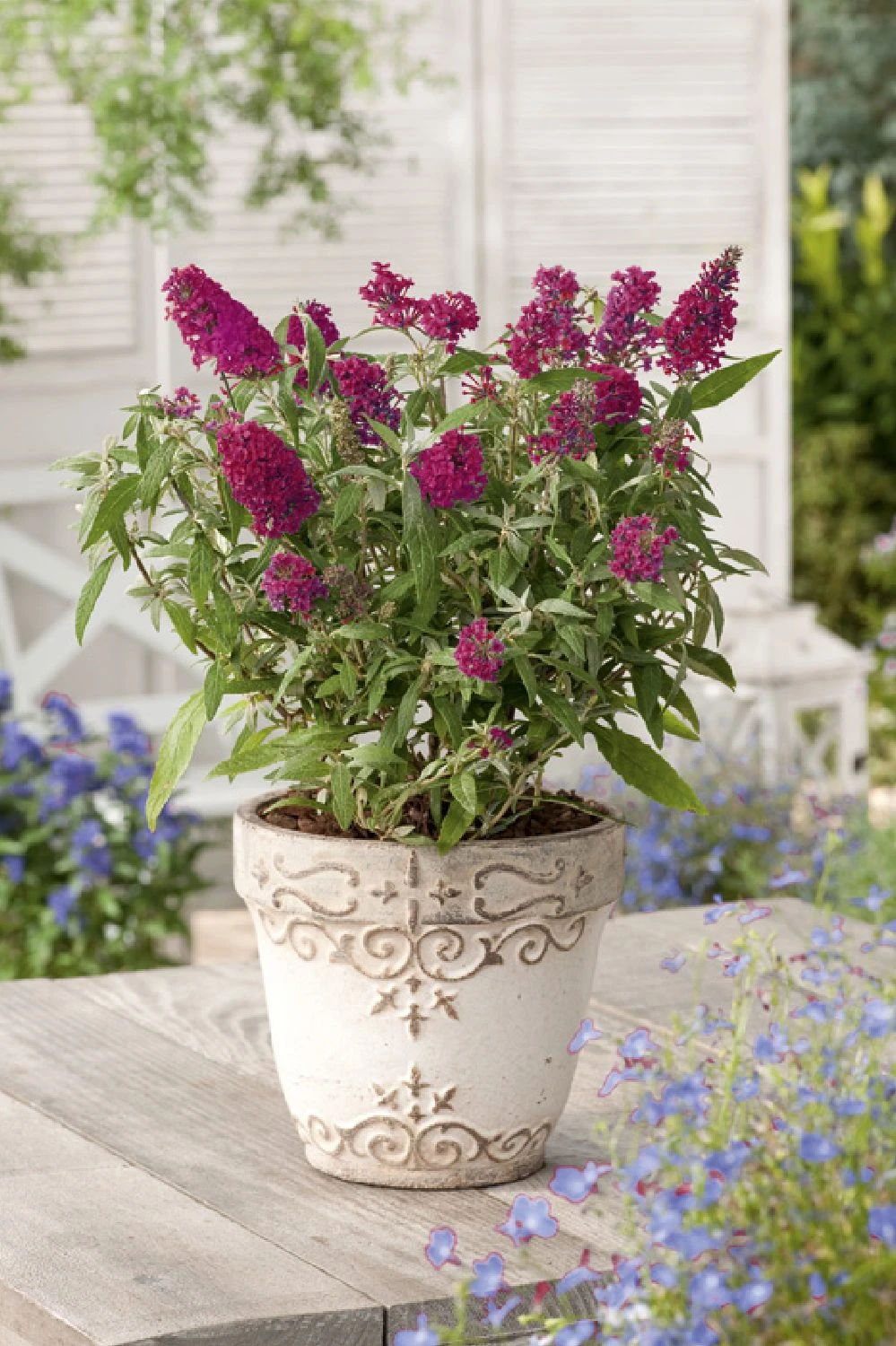 Buddleja Buzz® 'Velvet' (Zwerg-Sommerflieder) 3 Buddleja Buzz® 'Velvet' (Zwerg-Sommerflieder)