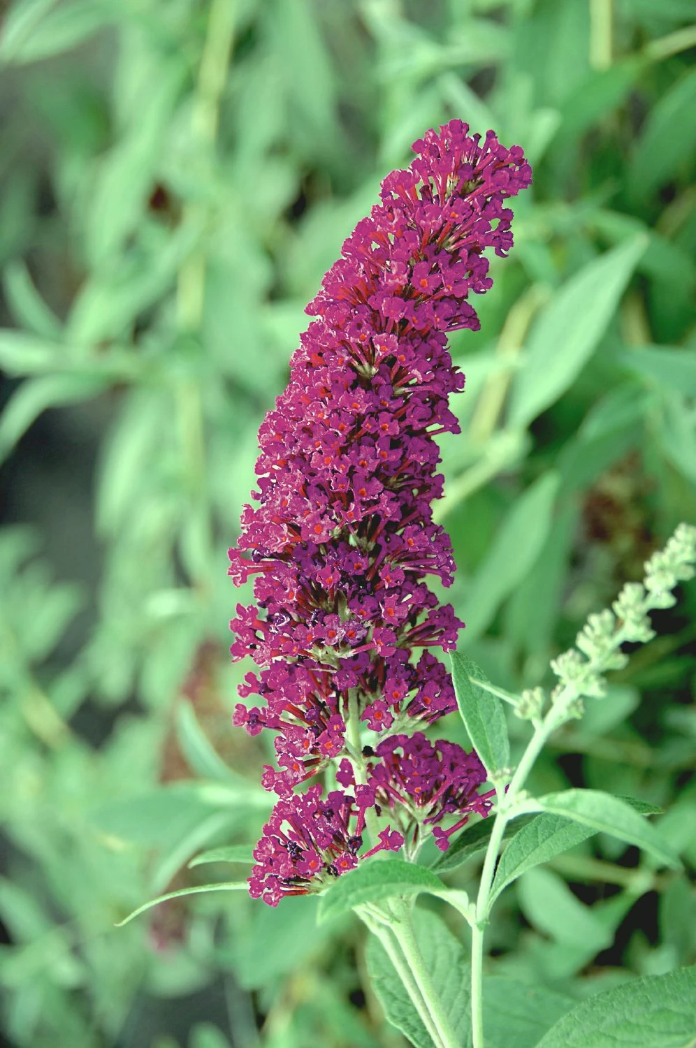 Buddleja Buzz® 'Velvet' (Zwerg-Sommerflieder) 4 Buddleja Buzz® 'Velvet' (Zwerg-Sommerflieder) – Bild 2