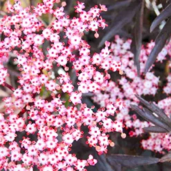 Sambucus Nigra 'Black Lace' (Schwarzer Holunder | Fliederbeere)