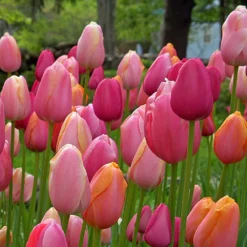 Tulpenmischung 'French Blend Rose' ™ (Garten-Tulpenmischung)