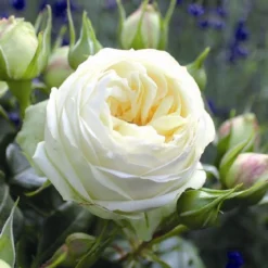 Rose 'Wedding Piano' (Edelrose)