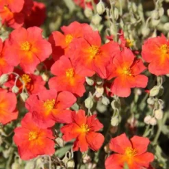 Summer Of Love (Belebende Flower Power Für Ihren Garten!) -Gartenpflanzen Verkaufsladen 2002767 Summer 20of 20Love Belebende 20Flower 20Power 20fuer 20Ihren 20Garten 10