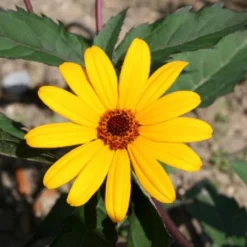 Summer Of Love (Belebende Flower Power Für Ihren Garten!) -Gartenpflanzen Verkaufsladen 2002767 Summer 20of 20Love Belebende 20Flower 20Power 20fuer 20Ihren 20Garten 12