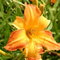 Summer Of Love (Belebende Flower Power Für Ihren Garten!) -Gartenpflanzen Verkaufsladen 2002767 Summer 20of 20Love Belebende 20Flower 20Power 20fuer 20Ihren 20Garten 13