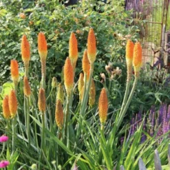 Summer Of Love (Belebende Flower Power Für Ihren Garten!) -Gartenpflanzen Verkaufsladen 2002767 Summer 20of 20Love Belebende 20Flower 20Power 20fuer 20Ihren 20Garten 14