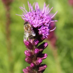 Summer Of Love (Belebende Flower Power Für Ihren Garten!) -Gartenpflanzen Verkaufsladen 2002767 Summer 20of 20Love Belebende 20Flower 20Power 20fuer 20Ihren 20Garten 15