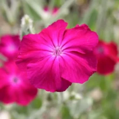 Summer Of Love (Belebende Flower Power Für Ihren Garten!) -Gartenpflanzen Verkaufsladen 2002767 Summer 20of 20Love Belebende 20Flower 20Power 20fuer 20Ihren 20Garten 16