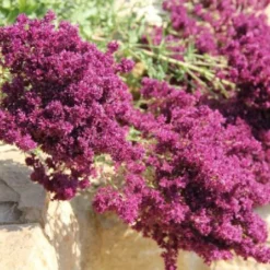 Summer Of Love (Belebende Flower Power Für Ihren Garten!) -Gartenpflanzen Verkaufsladen 2002767 Summer 20of 20Love Belebende 20Flower 20Power 20fuer 20Ihren 20Garten 18