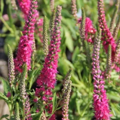 Summer Of Love (Belebende Flower Power Für Ihren Garten!) -Gartenpflanzen Verkaufsladen 2002767 Summer 20of 20Love Belebende 20Flower 20Power 20fuer 20Ihren 20Garten 19