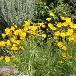 Summer Of Love (Belebende Flower Power Für Ihren Garten!) -Gartenpflanzen Verkaufsladen 2002767 Summer 20of 20Love Belebende 20Flower 20Power 20fuer 20Ihren 20Garten 3