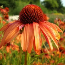 Summer Of Love (Belebende Flower Power Für Ihren Garten!) -Gartenpflanzen Verkaufsladen 2002767 Summer 20of 20Love Belebende 20Flower 20Power 20fuer 20Ihren 20Garten 4