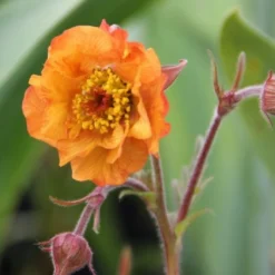 Summer Of Love (Belebende Flower Power Für Ihren Garten!) -Gartenpflanzen Verkaufsladen 2002767 Summer 20of 20Love Belebende 20Flower 20Power 20fuer 20Ihren 20Garten 7