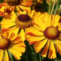 Summer Of Love (Belebende Flower Power Für Ihren Garten!) -Gartenpflanzen Verkaufsladen 2002767 Summer 20of 20Love Belebende 20Flower 20Power 20fuer 20Ihren 20Garten 8