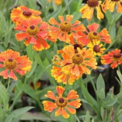 Summer Of Love (Belebende Flower Power Für Ihren Garten!) -Gartenpflanzen Verkaufsladen 2002767 Summer 20of 20Love Belebende 20Flower 20Power 20fuer 20Ihren 20Garten 9