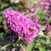 Buddleja Davidii 'Free Petite® Tutti Frutti' (Zwerg-Sommerflieder) -Gartenpflanzen Verkaufsladen 2002911 Buddleja 20davidii 20Free 20Petite 20Tutti 20Frutti Zwerg Sommerflieder 1