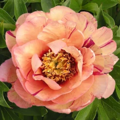 Paeonia Itoh-Hybride 'Callie's Memory' (Intersektionelle Pfingstrose)