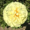 Paeonia Lactiflora 'Lemon Chiffon' (Staudenpfingstrose)