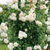 Rose 'Alaska'® / 'Future (Kletterrose) -Gartenpflanzen Verkaufsladen 2003013 Rose 20Alaska 20 20Future Kletterrose 1 d2940d64 a45e 45d1 81a1 7cc38eee7e45