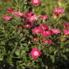 Rose 'Libertas' (Ramblerrose)