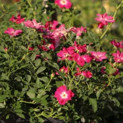 Rose 'Libertas' (Ramblerrose)