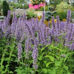 Traumhaftes Terrassenbeet (Doppelte Freude Durch Zwei Ansichtsseiten) -Gartenpflanzen Verkaufsladen 2003046 Traumhaftes 20Terrassenbeet Doppelte 20Freude 20durch 20zwei 20Ansichtsseiten 4