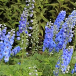 Farbenfrohes Sommerbeet (Leicht Erweiterbare Blütenfreude) -Gartenpflanzen Verkaufsladen 2003047 Farbenfrohes 20Sommerbeet Leicht 20erweiterbare 20Bluetenfreude 10