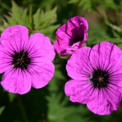 Farbenfrohes Sommerbeet (Leicht Erweiterbare Blütenfreude) -Gartenpflanzen Verkaufsladen 2003047 Farbenfrohes 20Sommerbeet Leicht 20erweiterbare 20Bluetenfreude 12