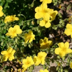 Farbenfrohes Sommerbeet (Leicht Erweiterbare Blütenfreude) -Gartenpflanzen Verkaufsladen 2003047 Farbenfrohes 20Sommerbeet Leicht 20erweiterbare 20Bluetenfreude 14