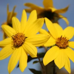 Farbenfrohes Sommerbeet (Leicht Erweiterbare Blütenfreude) -Gartenpflanzen Verkaufsladen 2003047 Farbenfrohes 20Sommerbeet Leicht 20erweiterbare 20Bluetenfreude 15