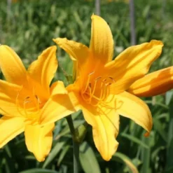 Farbenfrohes Sommerbeet (Leicht Erweiterbare Blütenfreude) -Gartenpflanzen Verkaufsladen 2003047 Farbenfrohes 20Sommerbeet Leicht 20erweiterbare 20Bluetenfreude 16