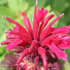 Farbenfrohes Sommerbeet (Leicht Erweiterbare Blütenfreude) -Gartenpflanzen Verkaufsladen 2003047 Farbenfrohes 20Sommerbeet Leicht 20erweiterbare 20Bluetenfreude 17