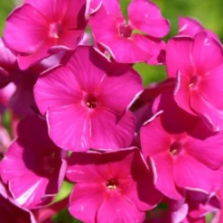 Farbenfrohes Sommerbeet (Leicht Erweiterbare Blütenfreude) -Gartenpflanzen Verkaufsladen 2003047 Farbenfrohes 20Sommerbeet Leicht 20erweiterbare 20Bluetenfreude 20