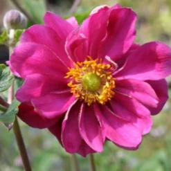 Farbenfrohes Sommerbeet (Leicht Erweiterbare Blütenfreude) -Gartenpflanzen Verkaufsladen 2003047 Farbenfrohes 20Sommerbeet Leicht 20erweiterbare 20Bluetenfreude 3