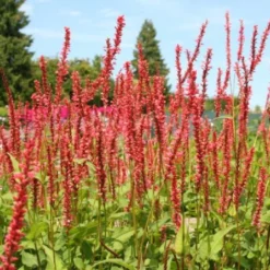 Farbenfrohes Sommerbeet (Leicht Erweiterbare Blütenfreude) -Gartenpflanzen Verkaufsladen 2003047 Farbenfrohes 20Sommerbeet Leicht 20erweiterbare 20Bluetenfreude 6