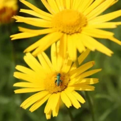 Farbenfrohes Sommerbeet (Leicht Erweiterbare Blütenfreude) -Gartenpflanzen Verkaufsladen 2003047 Farbenfrohes 20Sommerbeet Leicht 20erweiterbare 20Bluetenfreude 8