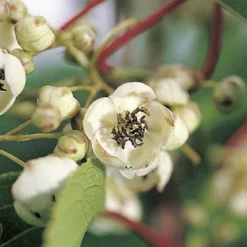Actinidia Arguta 'Nostino' (männlich) (Beerenkiwi)