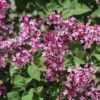 Syringa 'Bloomerang® Dark Purple' (Zwergflieder)