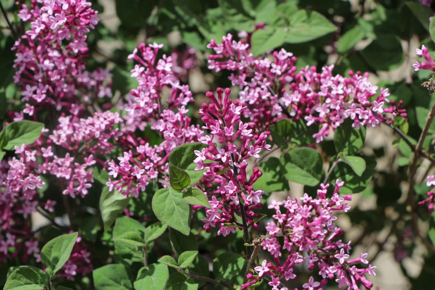 Syringa 'Bloomerang® Dark Purple' (Zwergflieder) 3 Syringa 'Bloomerang® Dark Purple' (Zwergflieder)