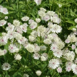 Lauschiger Lieblingsplatz (Hochsommerlicher Rückzugsort) -Gartenpflanzen Verkaufsladen 2003181 Lauschiger 20Lieblingsplatz Hochsommerlicher 20Rueckzugsort 10
