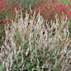 Lauschiger Lieblingsplatz (Hochsommerlicher Rückzugsort) -Gartenpflanzen Verkaufsladen 2003181 Lauschiger 20Lieblingsplatz Hochsommerlicher 20Rueckzugsort 11