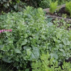 Lauschiger Lieblingsplatz (Hochsommerlicher Rückzugsort) -Gartenpflanzen Verkaufsladen 2003181 Lauschiger 20Lieblingsplatz Hochsommerlicher 20Rueckzugsort 13