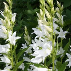 Lauschiger Lieblingsplatz (Hochsommerlicher Rückzugsort) -Gartenpflanzen Verkaufsladen 2003181 Lauschiger 20Lieblingsplatz Hochsommerlicher 20Rueckzugsort 14