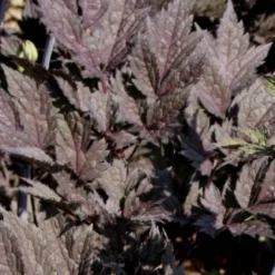 Lauschiger Lieblingsplatz (Hochsommerlicher Rückzugsort) -Gartenpflanzen Verkaufsladen 2003181 Lauschiger 20Lieblingsplatz Hochsommerlicher 20Rueckzugsort 15