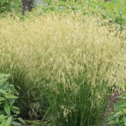 Lauschiger Lieblingsplatz (Hochsommerlicher Rückzugsort) -Gartenpflanzen Verkaufsladen 2003181 Lauschiger 20Lieblingsplatz Hochsommerlicher 20Rueckzugsort 16