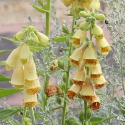Lauschiger Lieblingsplatz (Hochsommerlicher Rückzugsort) -Gartenpflanzen Verkaufsladen 2003181 Lauschiger 20Lieblingsplatz Hochsommerlicher 20Rueckzugsort 17