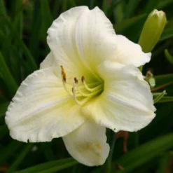 Lauschiger Lieblingsplatz (Hochsommerlicher Rückzugsort) -Gartenpflanzen Verkaufsladen 2003181 Lauschiger 20Lieblingsplatz Hochsommerlicher 20Rueckzugsort 19