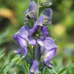 Lauschiger Lieblingsplatz (Hochsommerlicher Rückzugsort) -Gartenpflanzen Verkaufsladen 2003181 Lauschiger 20Lieblingsplatz Hochsommerlicher 20Rueckzugsort 5